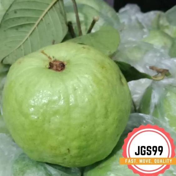 

ぅ JAMBU KRISTAL FRESH PETIK KEBUN KUALITAS SUNPRIDE で