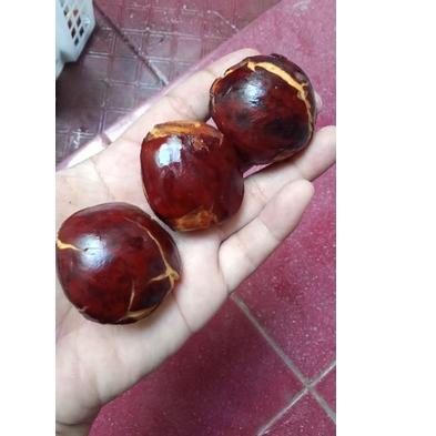 

BIG DISKON jengkol mentah tua segar 250gram ★ 860