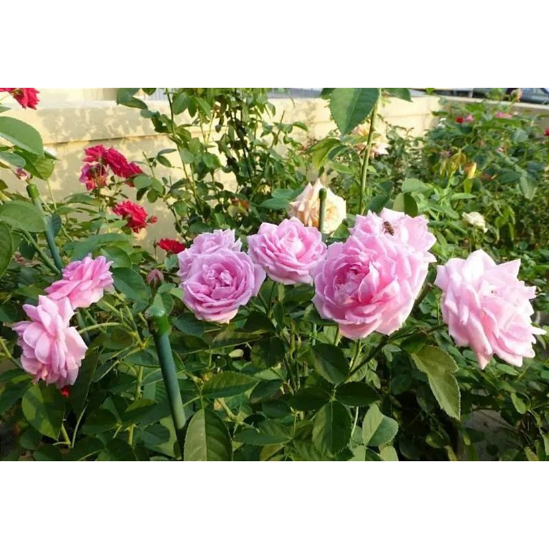 tanaman bunga mawar kampung pink salem wangi