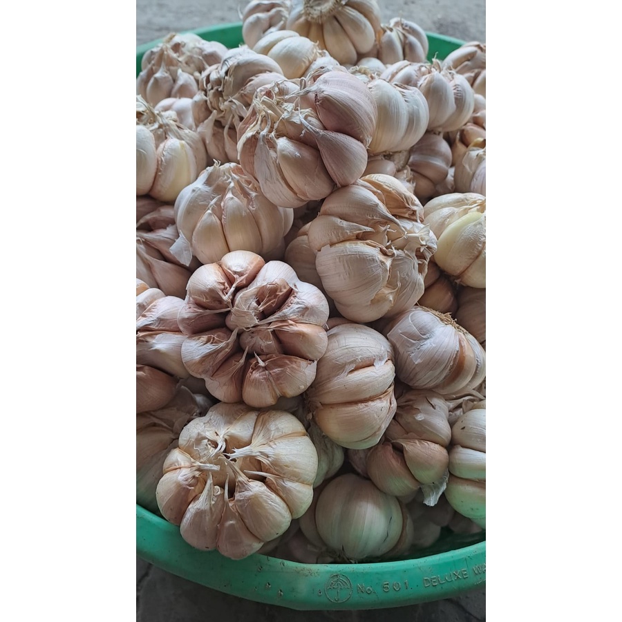 

BAWANG PUTIH 500 GRAM & 1KG (MURAH)