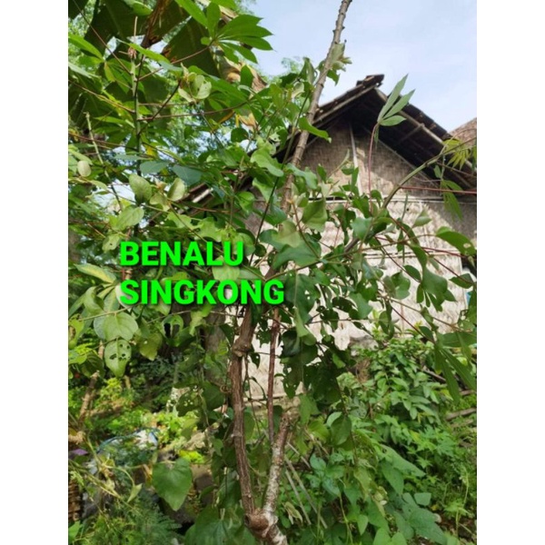 

BENALU SINGKONG KERING HIJAU 1000 GRAM (PREMIUM QUALITY)