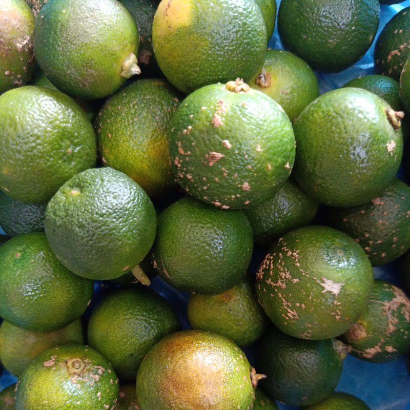 

Jeruk Kunci 100 gr