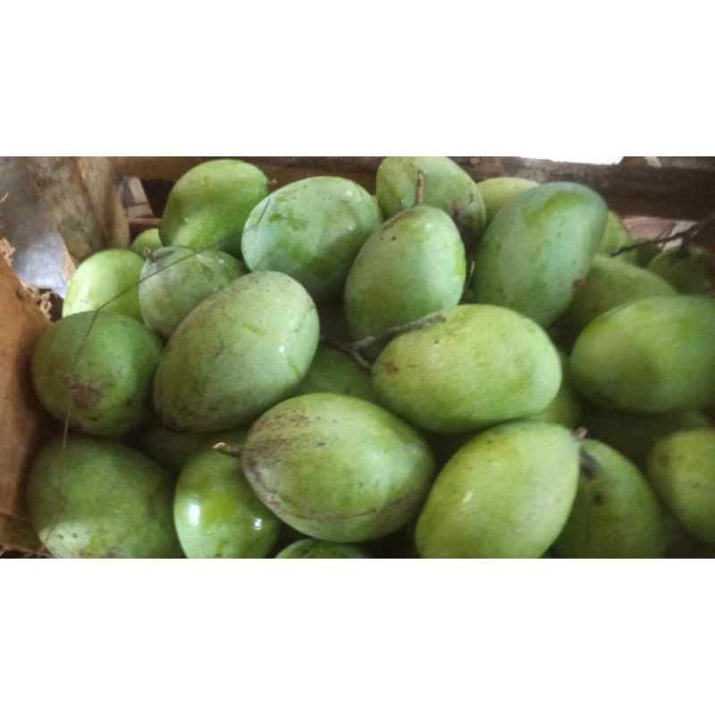 

mangga.kweni.super.berkualitas