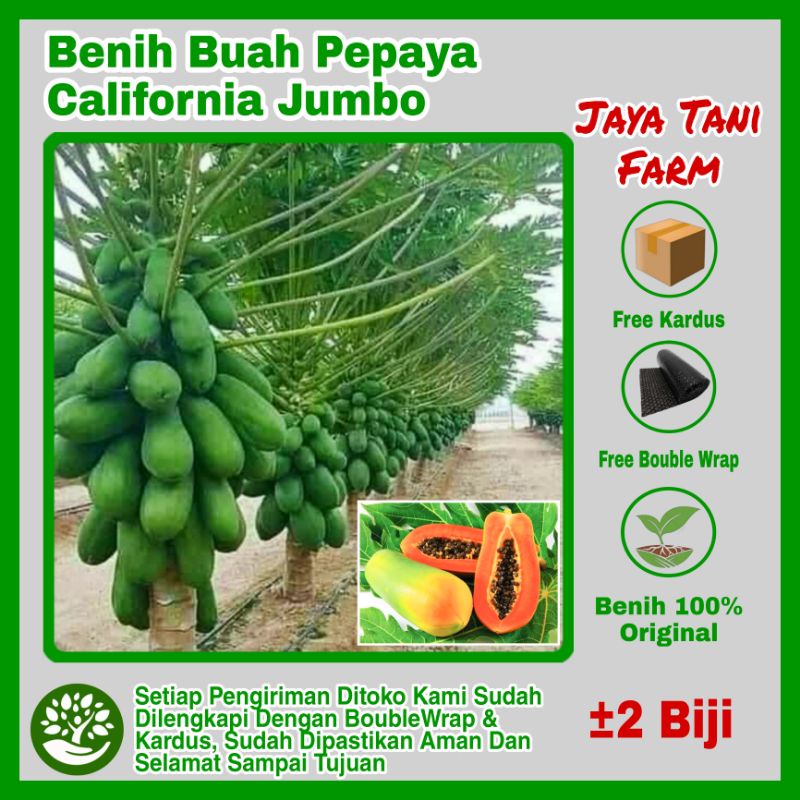 2 Biji Benih Buah Pepaya California Super / Benih Buah / Bibit Buah / Biji Buah / Bibit Tanaman / Bi