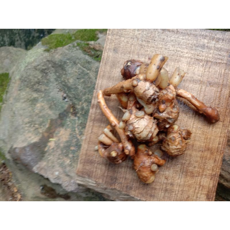 

Rempah kunci1Kg/Temu Kunci