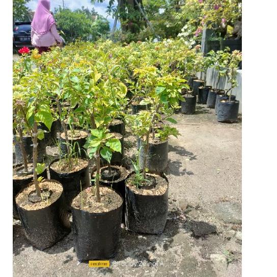ベ bibit bunga kertas- bougenville 5 warna.. べ