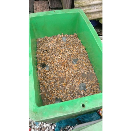 

kerang rebus 500gram