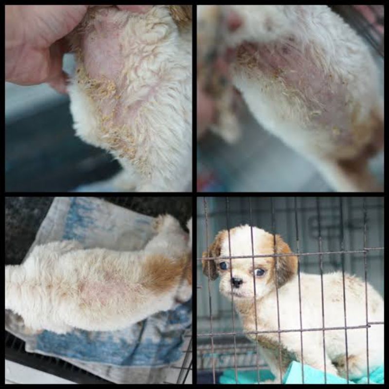 Obat Scabies Demodex Anjing Kucing Parasit Gatal Berkerak Shidrops Ampuh Bergaransi