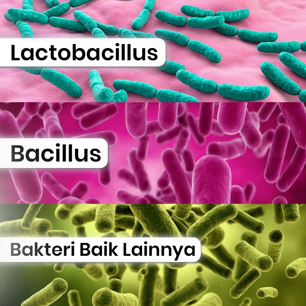 MALKU True Probiotic - MALKU Vitamin Pencernaan Kucing Mencret Diare