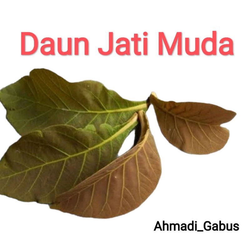 

Daun Jati Muda Perlembar