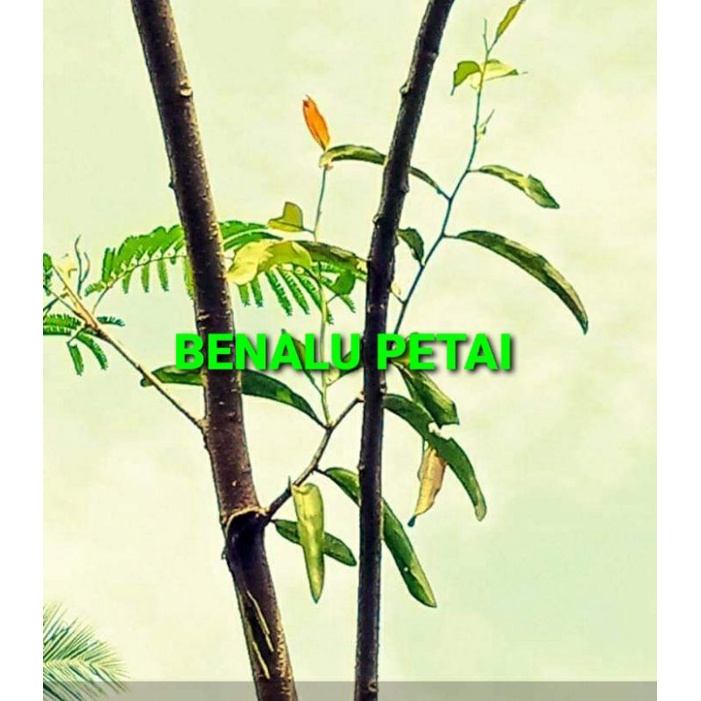 

BENALU PETAI KERING HIJAU 1000 GRAM (PREMIUM QUALITY)