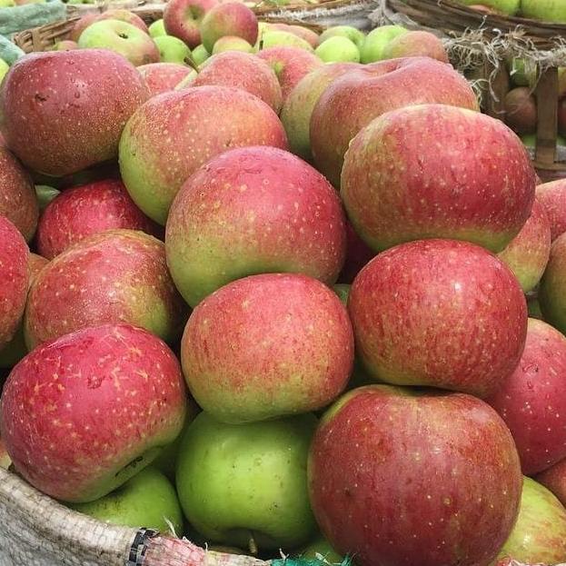 

BEST RATING Apel Rome Beauty 1Kg / Apel Malang / Oleh-Oleh Khas Batu Malang ★ 863