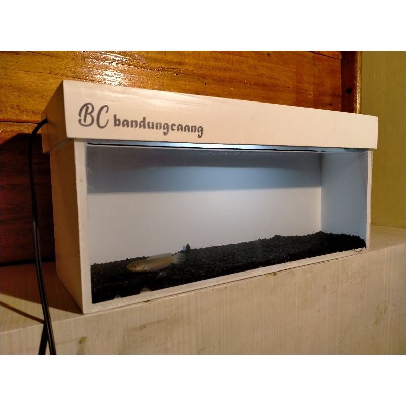soliter baby chana 3-15 cm/size 30x14x14/aquarium khusus baby chana/soliter unik baby chana