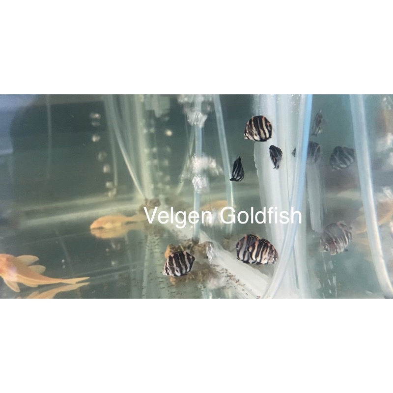 Ikan Red Scat Fresh Water Rare Exotic