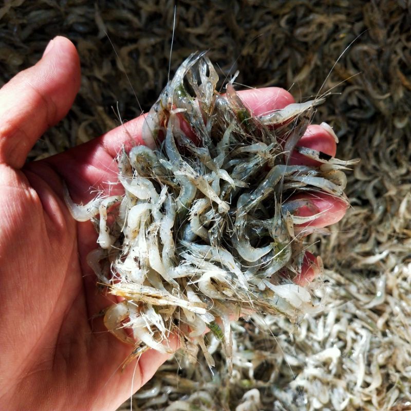 

udang air tawar beku/udang air tawar umpan ikan