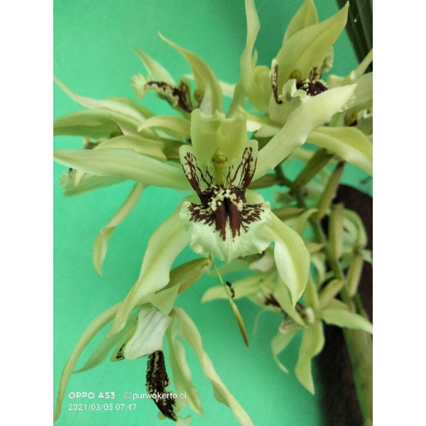 anggrek coelogyne asperata#anggrek coelogyne aspirata#coelogyne aspirata# coelogyne#aspirata#asperat