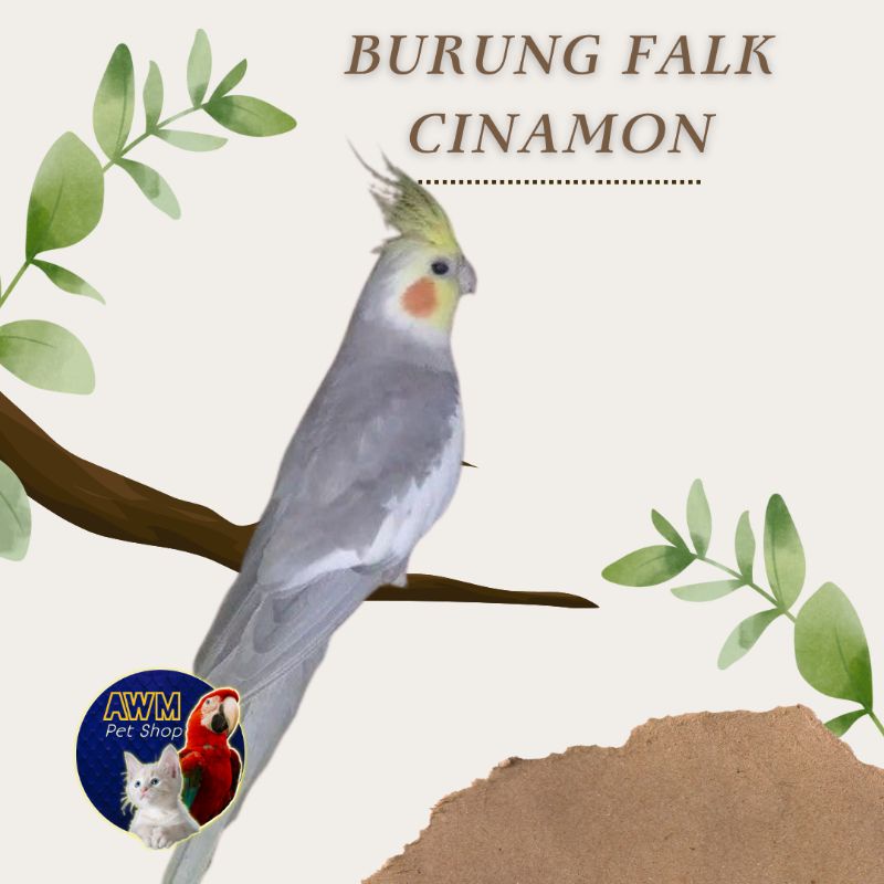 BURUNG FALK CINAMON / BURUNG PARKIT AUSTRALIA