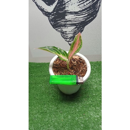 aglonema pink sunset violet e asli tanian lokalan sendiri