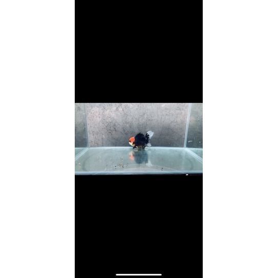 PESANAN KHUSUS ORANDA PANDA 3C TANCHO SHORT