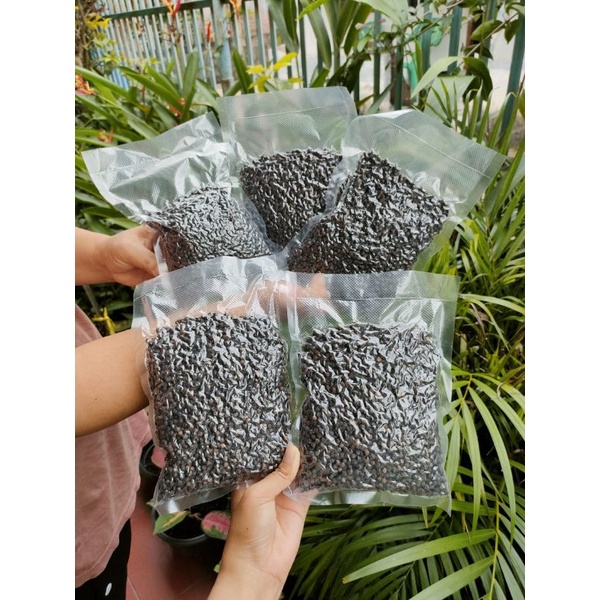 

LADA HITAM BUTIR 250 GRAM ASLI BERKUALITAS