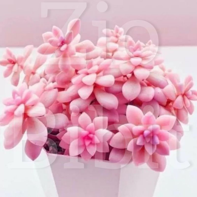 Benih bibit biji Kaktus Sukulen mini Hias Tanaman Kaktus Ayumi