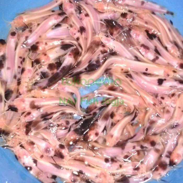 Ikan Lele Belang Cakep Penghias Aquarium Kolam Gojek Only Ya