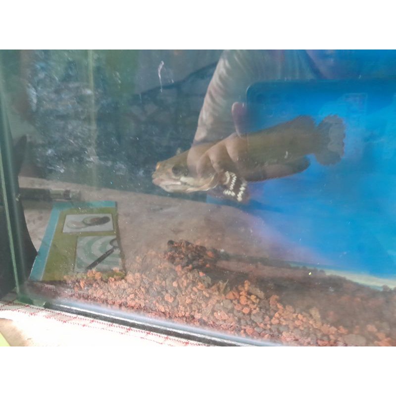 

ikan chana pultra