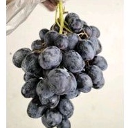 

Anggur Black | anggur hitam | anggur hitam manis | buah anggur hitam