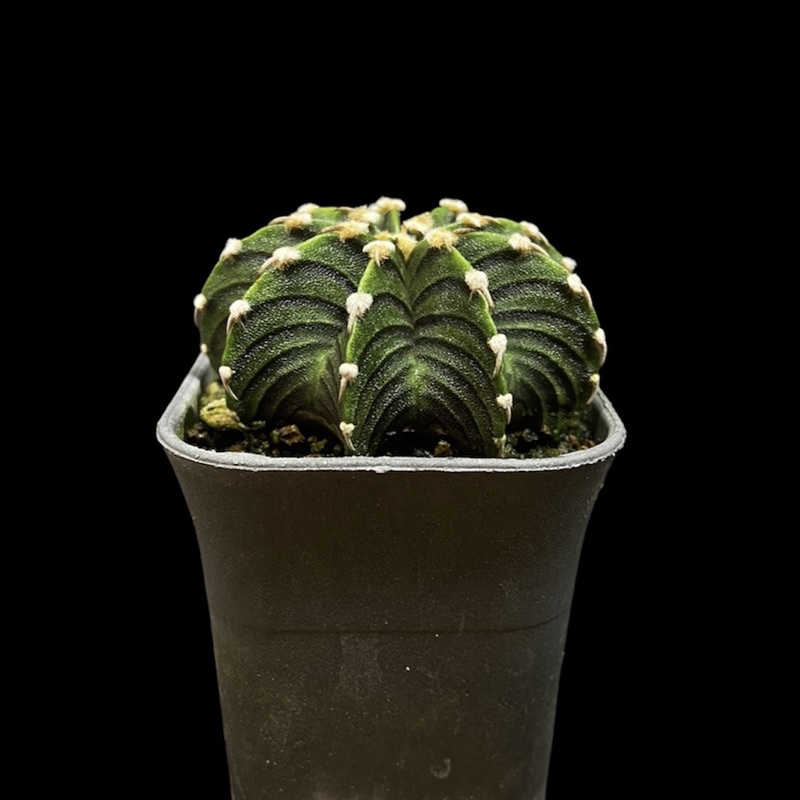 Kaktus Gymnocalycium VOS #2