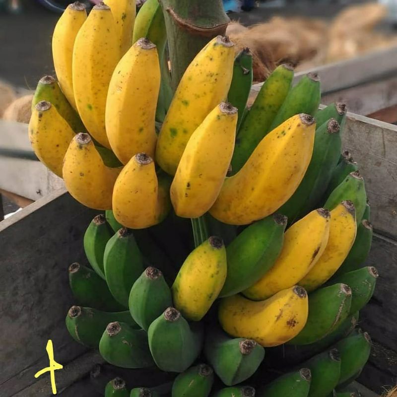 Pupuk Organik Pelebat Buah Dan Booster Pisang Cepat Berbuah Lebat