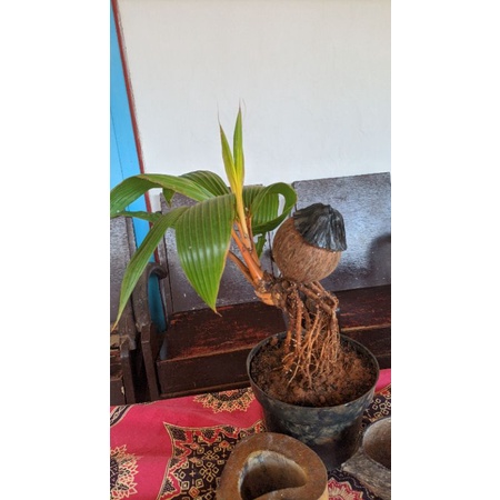 Bonsai kelapa semi jadi