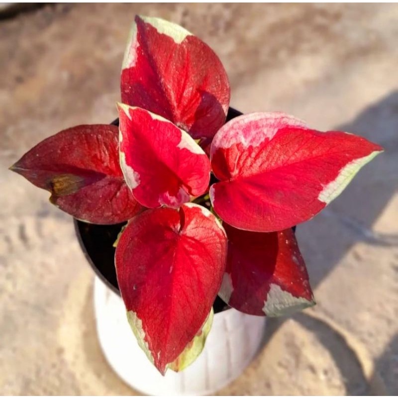 Caladium dwi warna/ bunga caladium dwi warna/  Tanaman Hias Hidup/ Tanaman Hias Murah Meriah/ Tanama