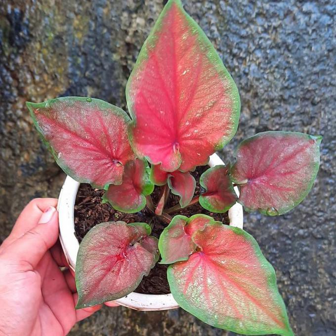 Tanaman hias caladium red jaguar double leaf bibit / keladi import / keladi merah / keladi murah(Mmn