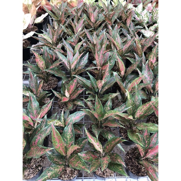 Aglaonema Ruby kirana