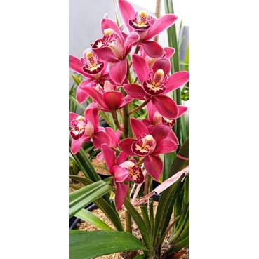 Cymbidium merah pontac