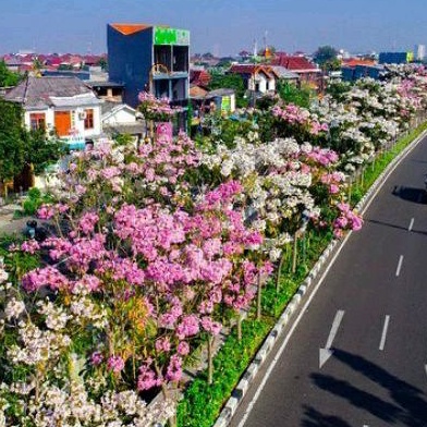 bibit bunga tabebuya warna putih ukuran 1 meter siap berbunga