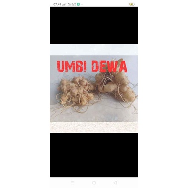 umbi dewa