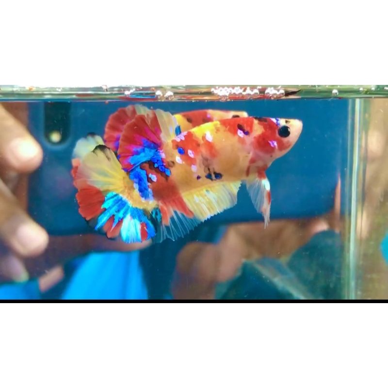 yellow base multicolor grade