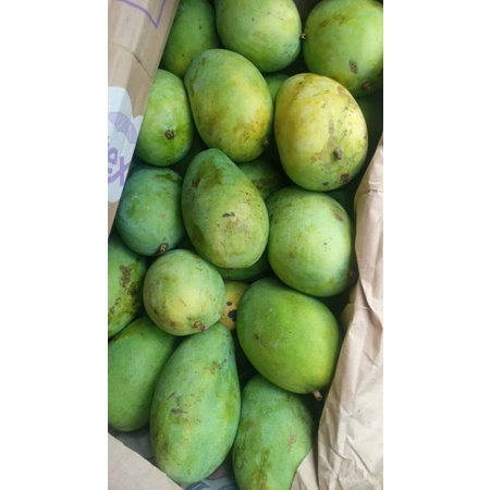 

Mangga matang | mangga alpukat 500gr