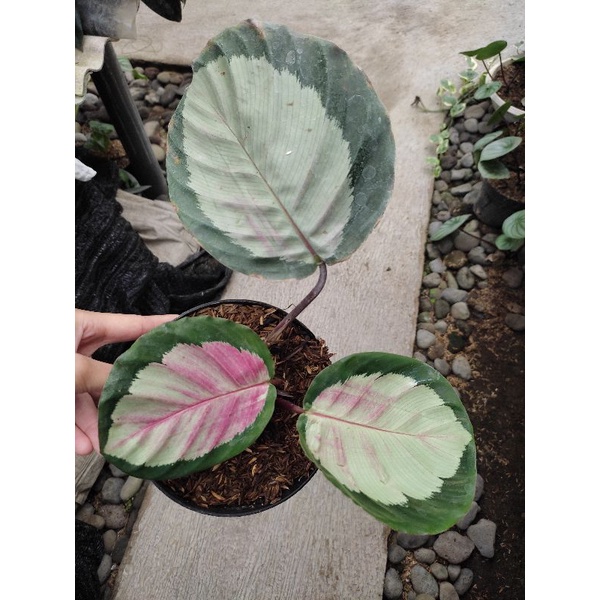 Calathea Pink Rossy