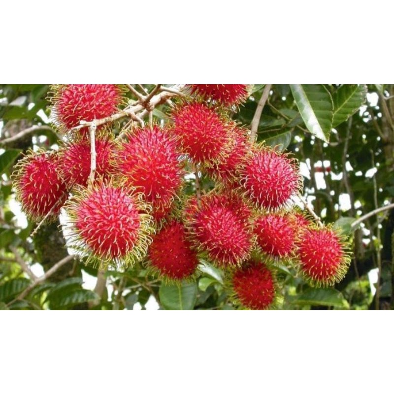 

Rambutan Super Merah Manis Pilihan 1kg