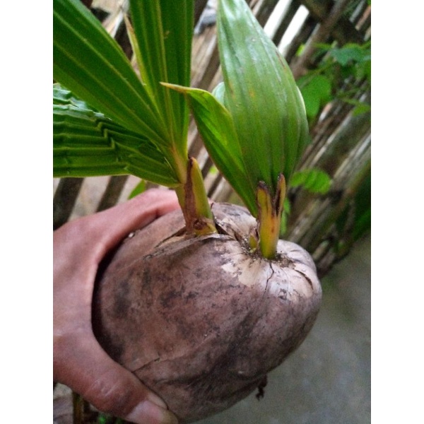 kelapa cabang 2 asli