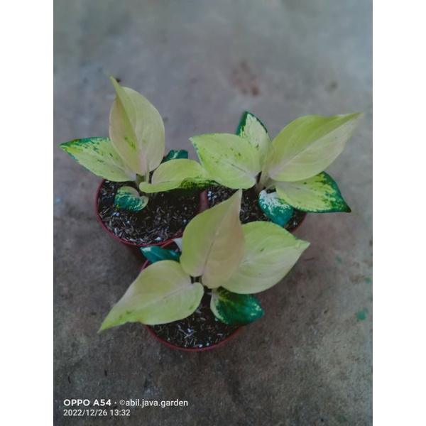 aglaonema golden love