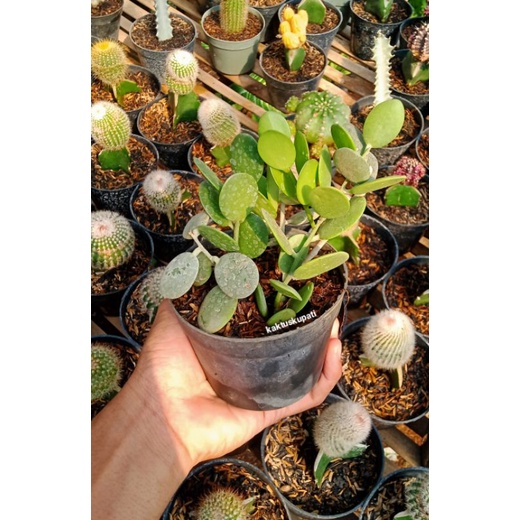 Xirocicyos danguyii/ sukulen dolar