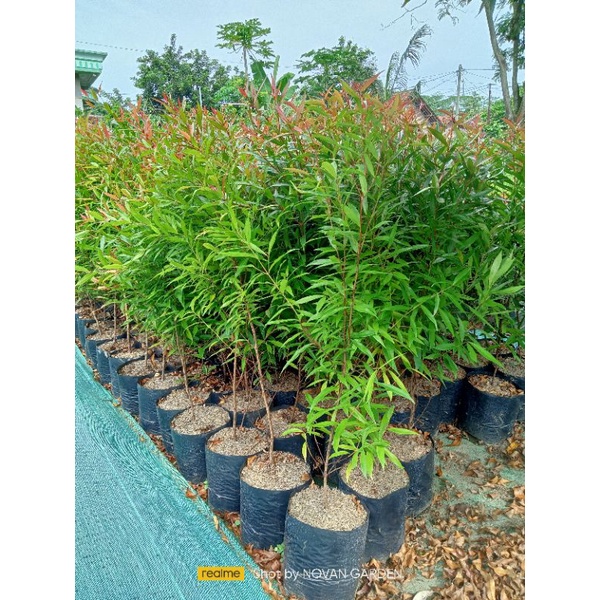 pucuk merah | tanaman pucuk merah | 1 meter | tanaman hias pucuk merah 1 meter | kondisi rimbun-rimb