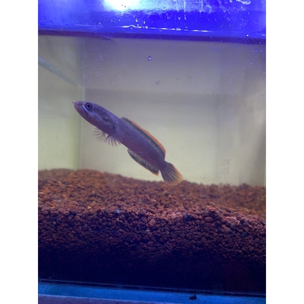 Channa Limbata Rim Tebal Size 8-10cm