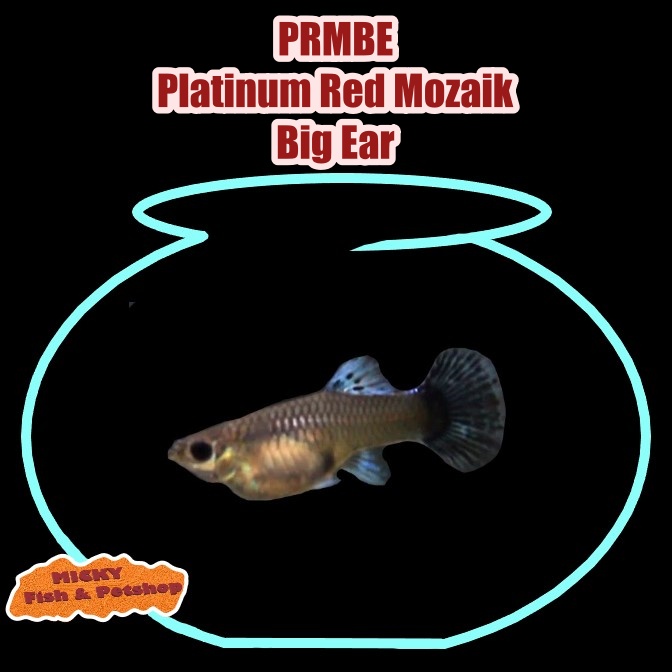 BETINA Guppy PRMBE Platinum Red Mozaik Big Ear Grade