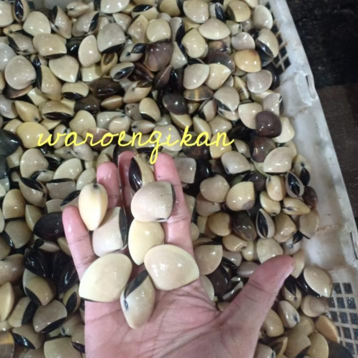 

Star 12.12 Kerang Tahu Segar seafood segar hasil laut 1kg grosir