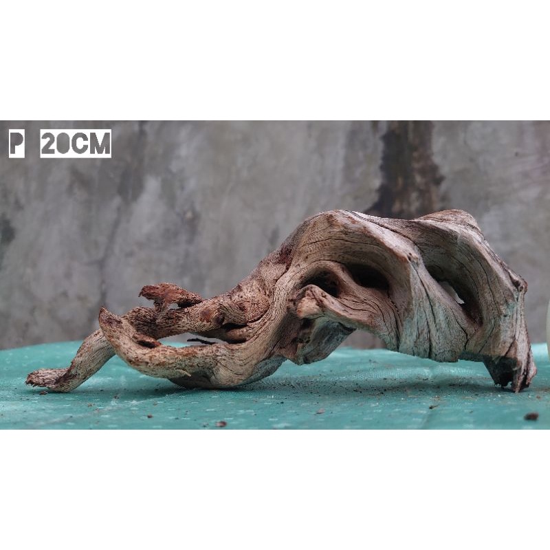 Kayu Santigi Mini Kualitas top harga murah (Sudah tenggelam)