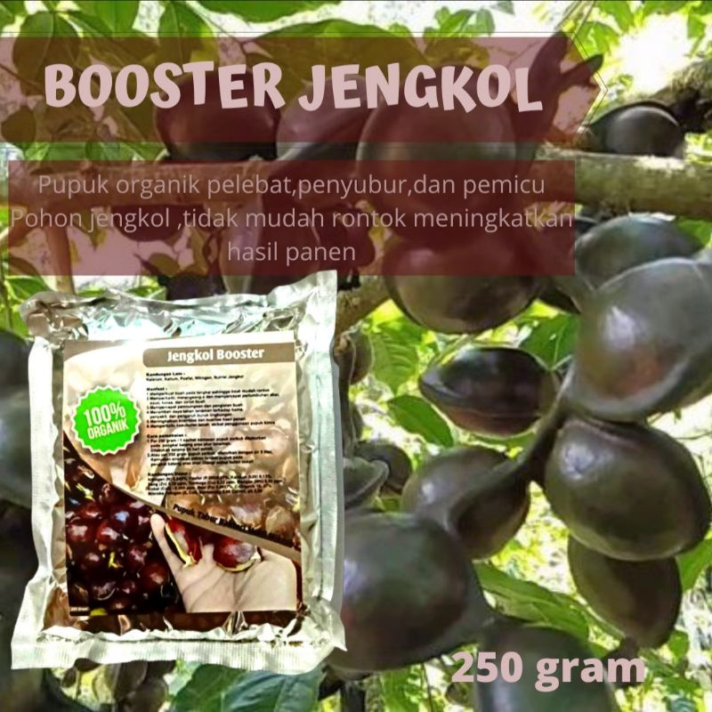 Pupuk booster organik perangsang dan pelebat jengkol agar cepat berbuah tidak mudah rontok kemasan 250gram